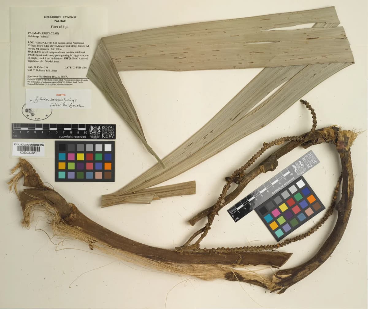 Botanical specimen of Balaka Streptostachys.