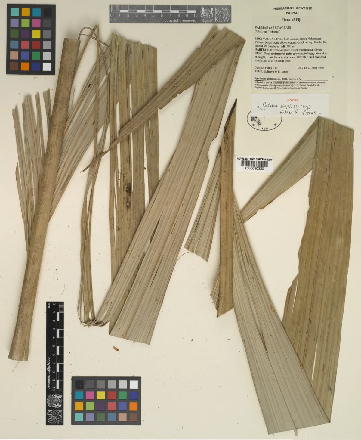 Botanical specimen of Balaka Streptostachys.