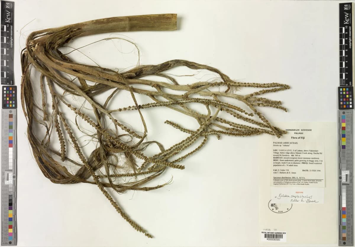 Botanical specimen of Balaka Streptostachys.