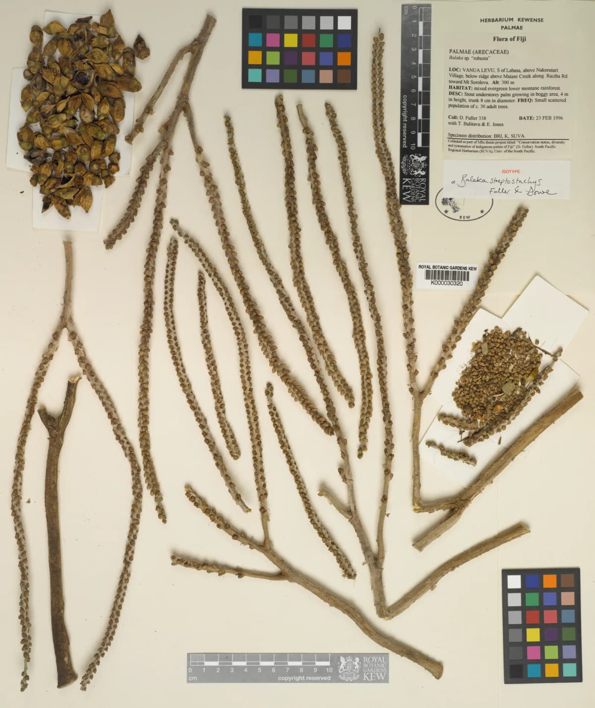 Botanical specimen of Balaka Streptostachys.