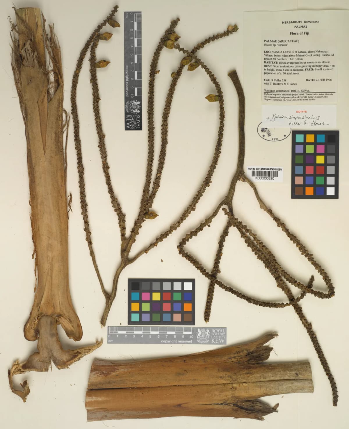 Botanical specimen of Balaka Streptostachys.