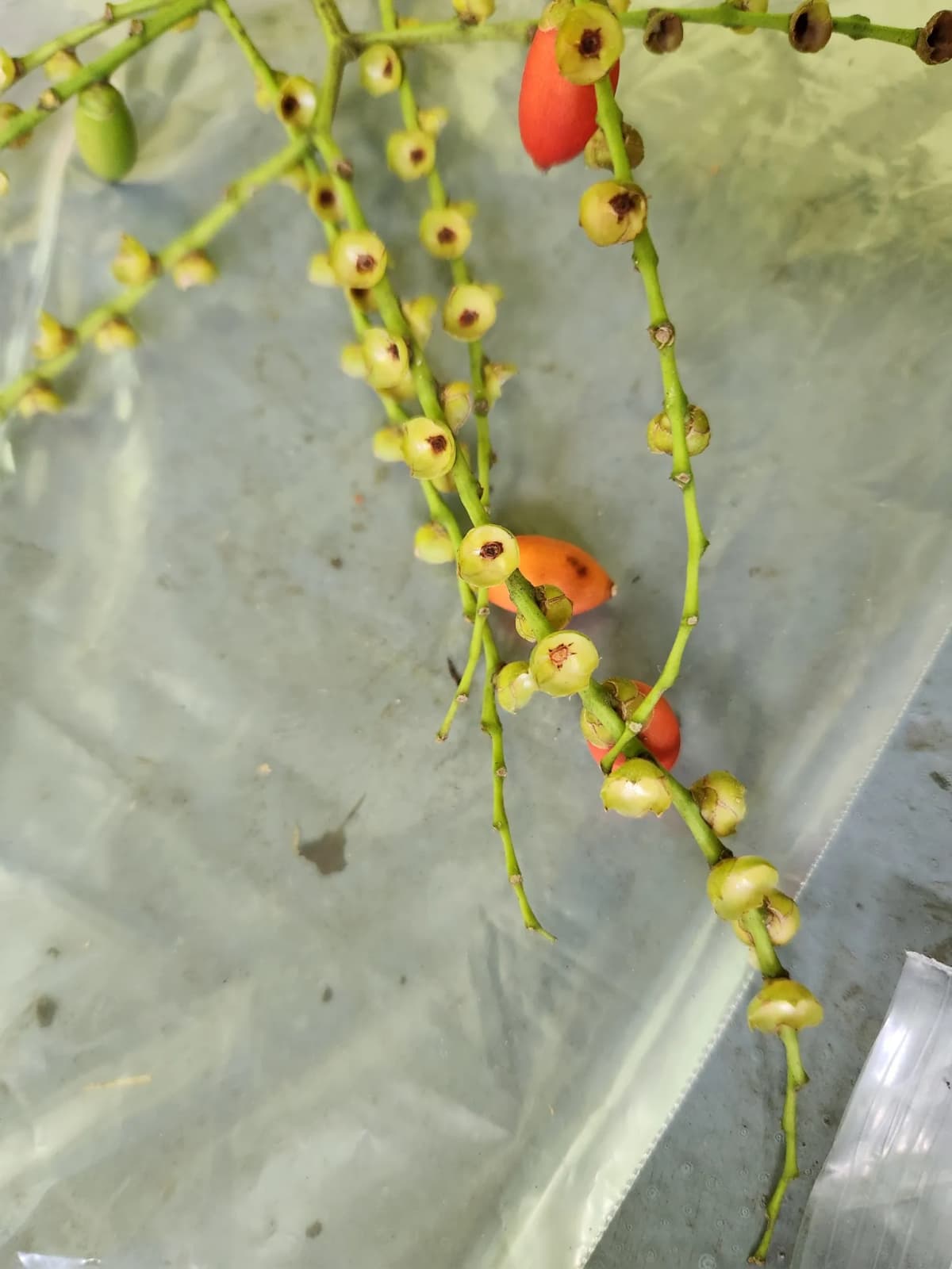 Botanical specimen of Balaka Tuasivica.