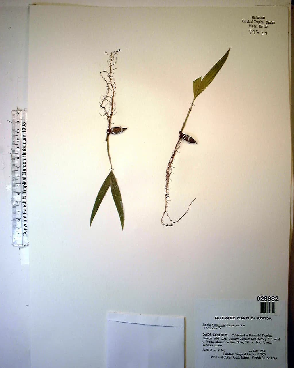 Botanical specimen of Balaka Tuasivica.