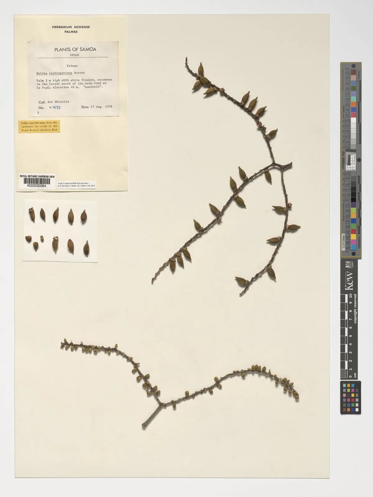 Botanical specimen of Balaka Tuasivica.