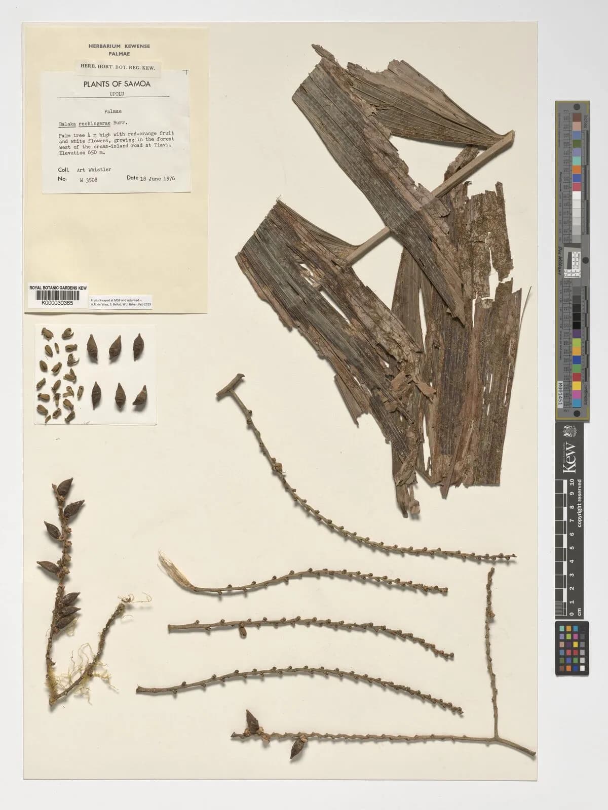 Botanical specimen of Balaka Tuasivica.