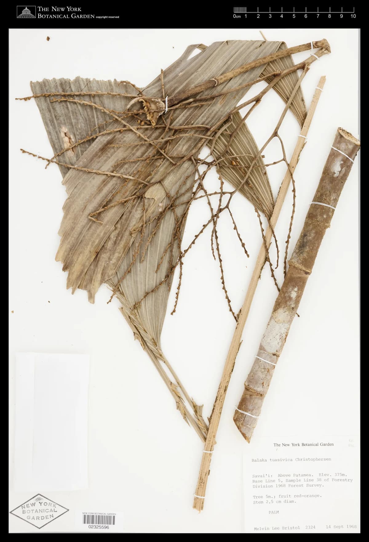 Botanical specimen of Balaka Tuasivica.