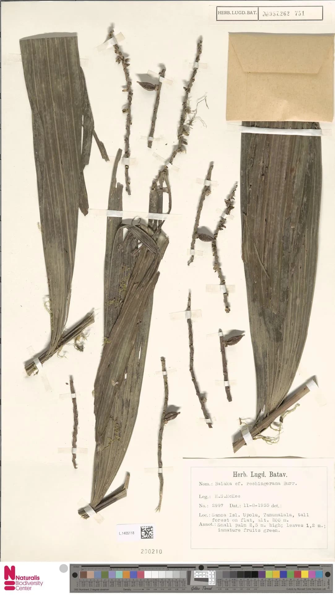 Botanical specimen of Balaka Tuasivica.