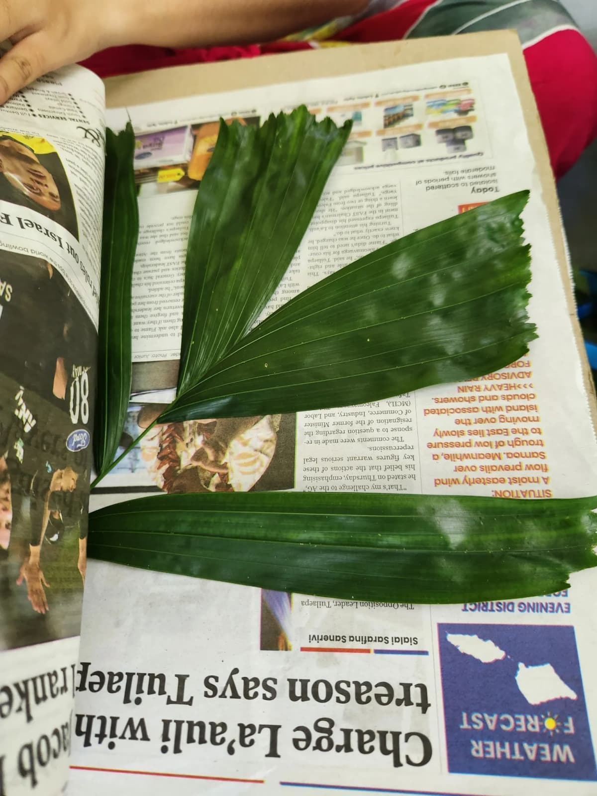 Botanical specimen of Balaka Tuasivica.