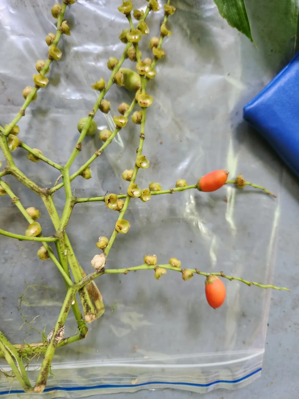 Botanical specimen of Balaka Tuasivica.