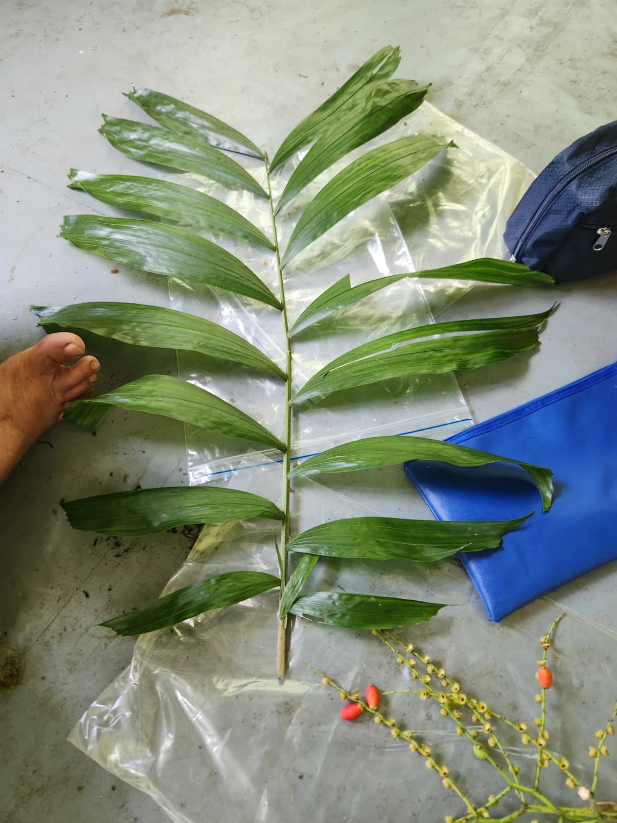 Botanical specimen of Balaka Tuasivica.