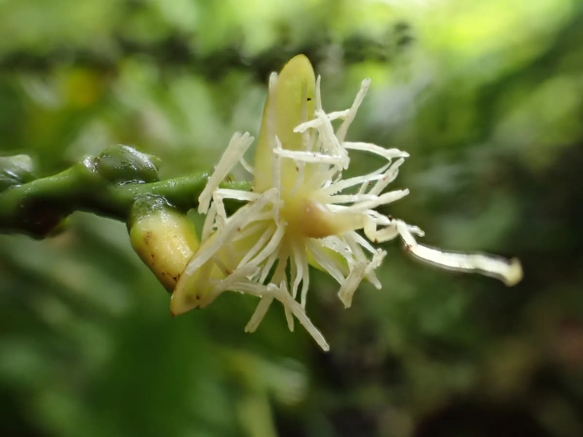 Botanical specimen of Balaka Tuasivica.