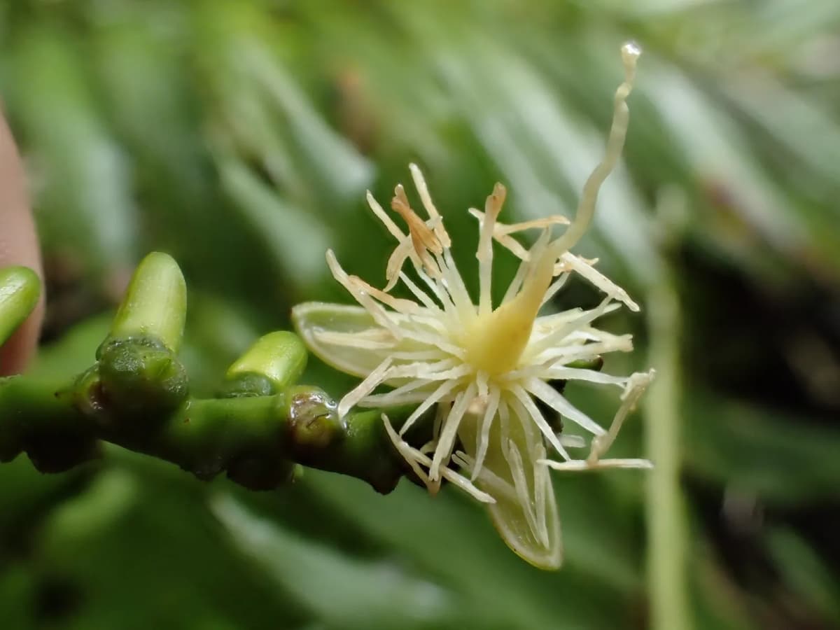 Botanical specimen of Balaka Tuasivica.