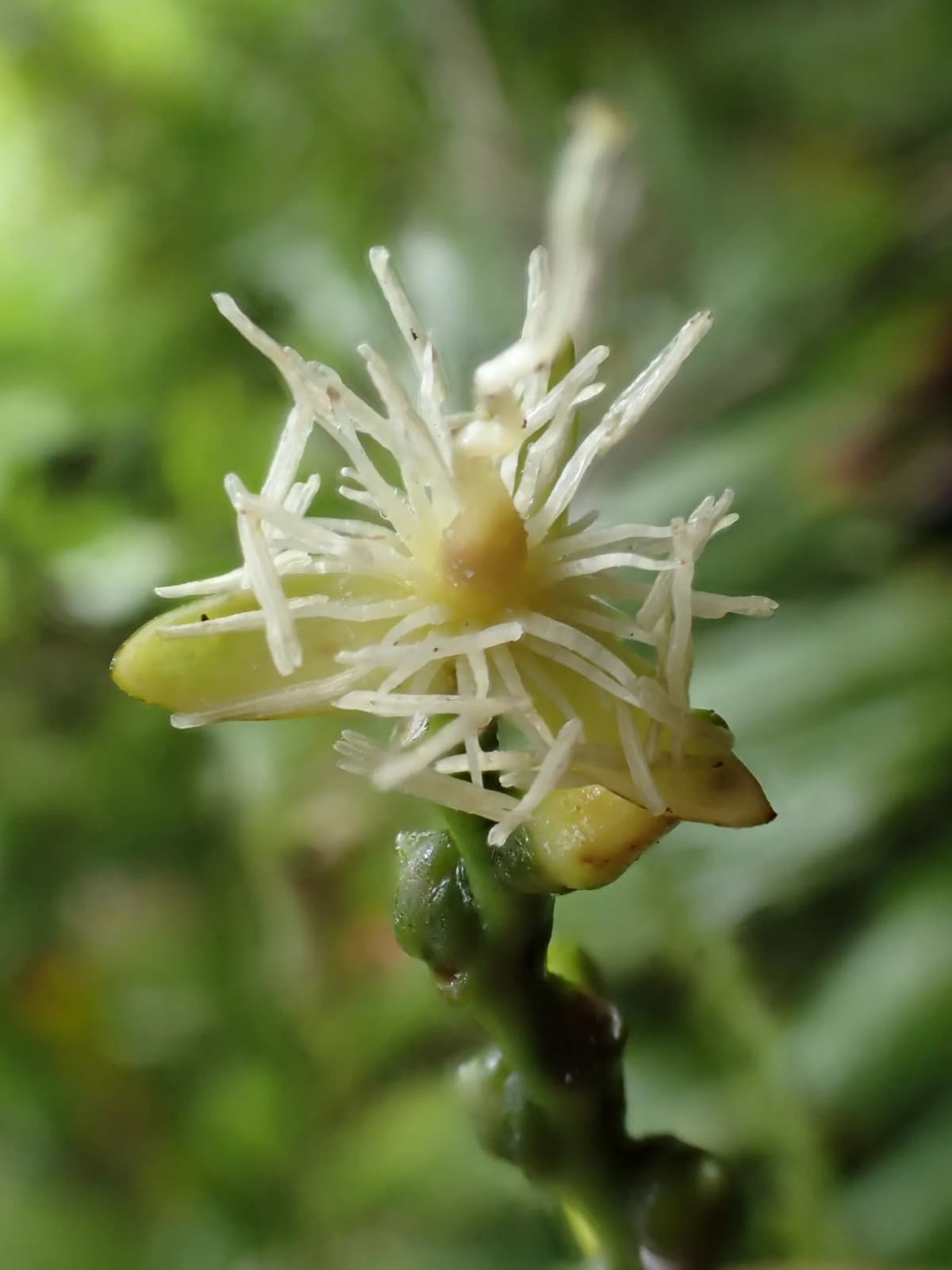Botanical specimen of Balaka Tuasivica.