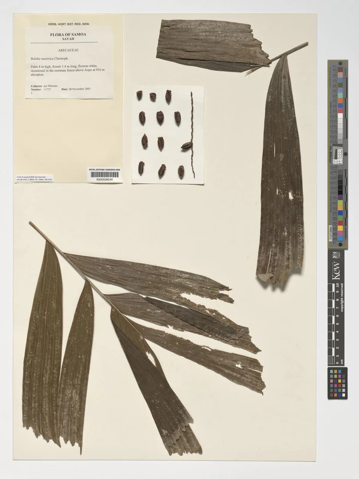 Botanical specimen of Balaka Tuasivica.