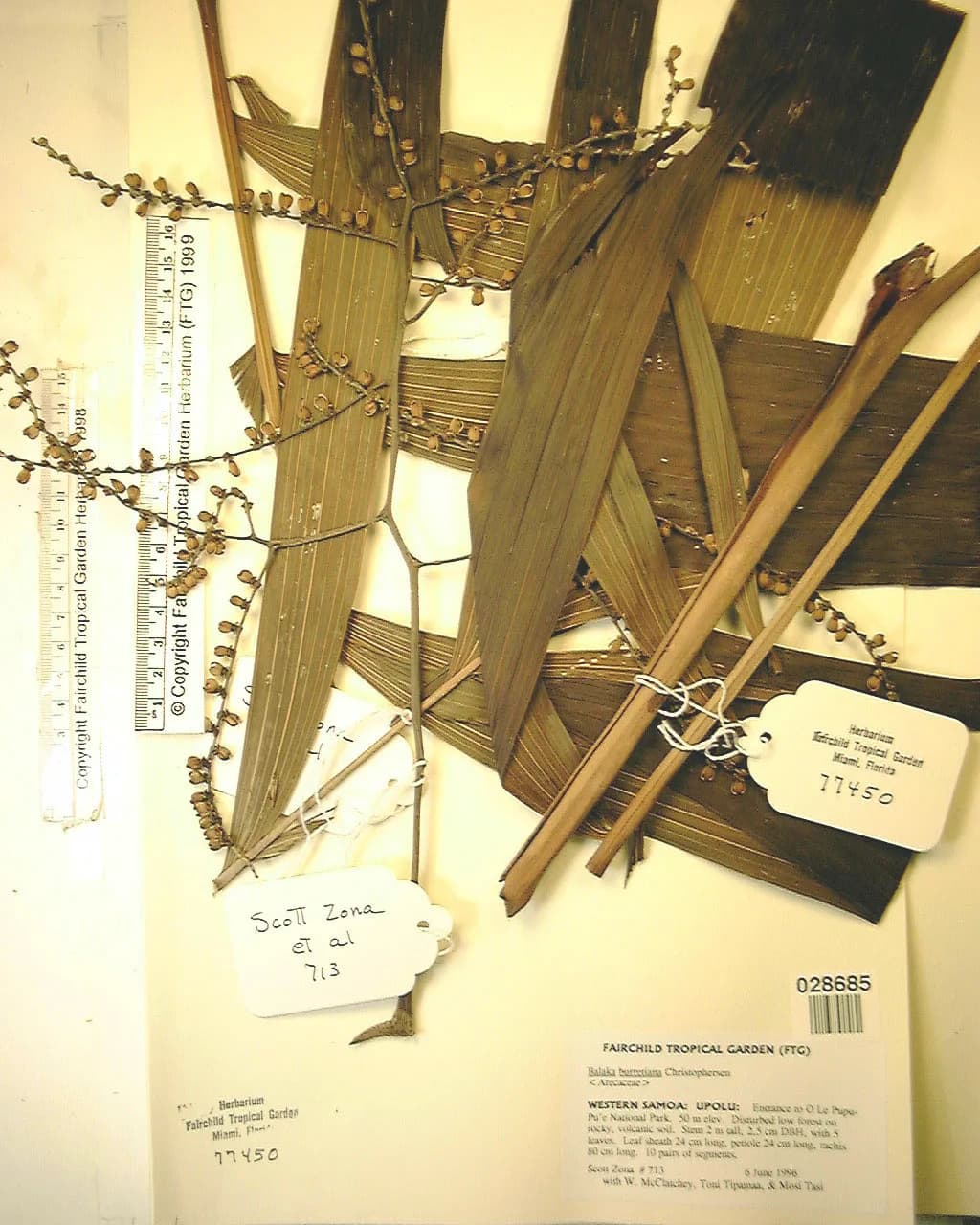 Botanical specimen of Balaka Tuasivica.