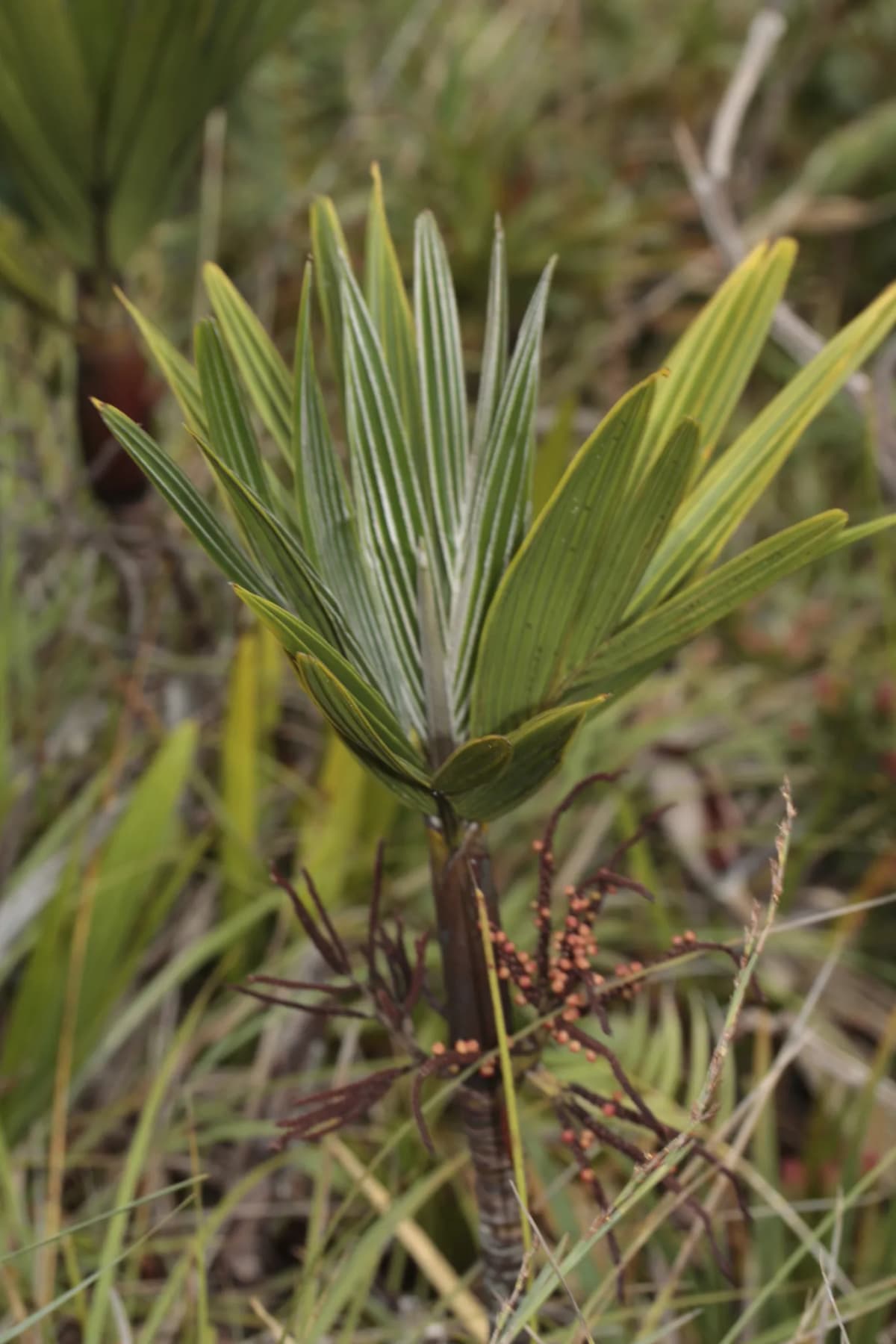 Botanical specimen of Basselinia Deplanchei.