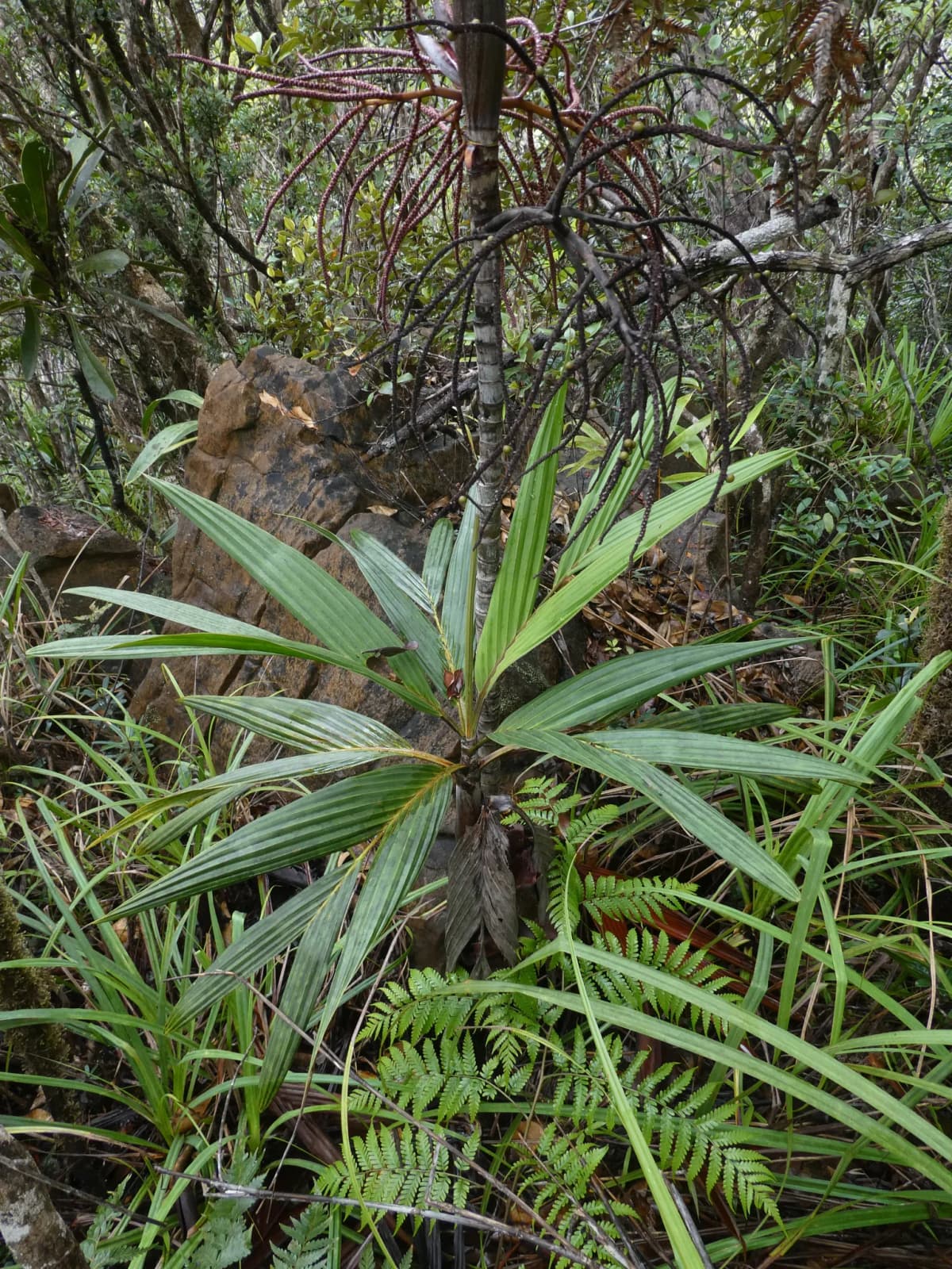 Botanical specimen of Basselinia Deplanchei.