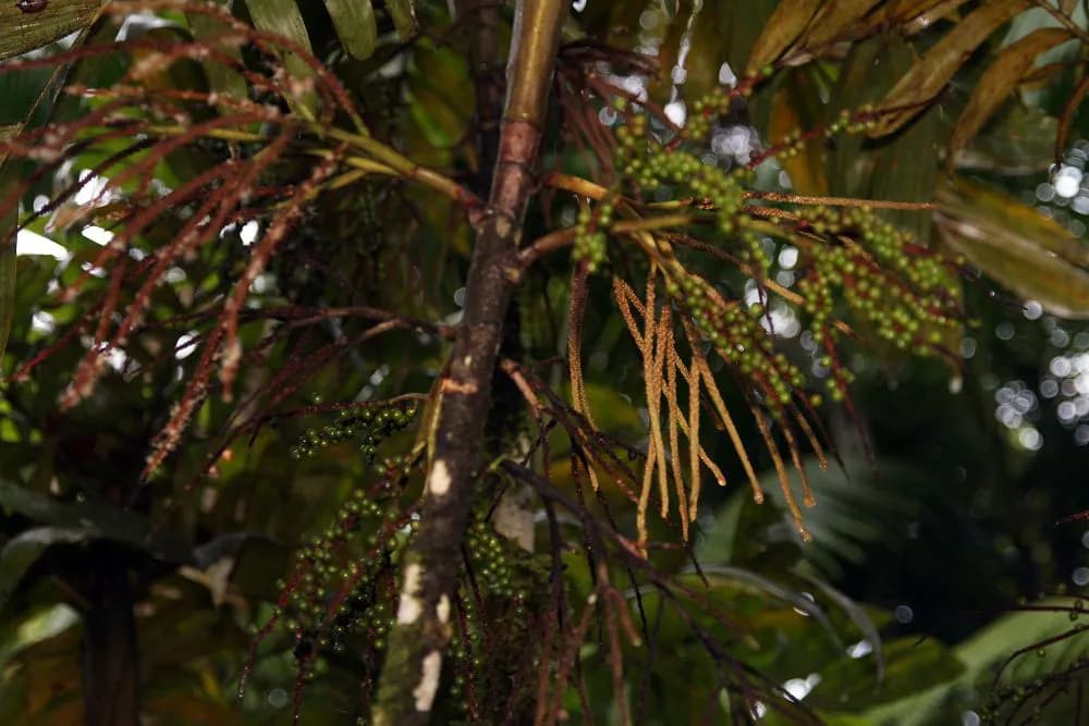 Botanical specimen of Basselinia Eriostachys.