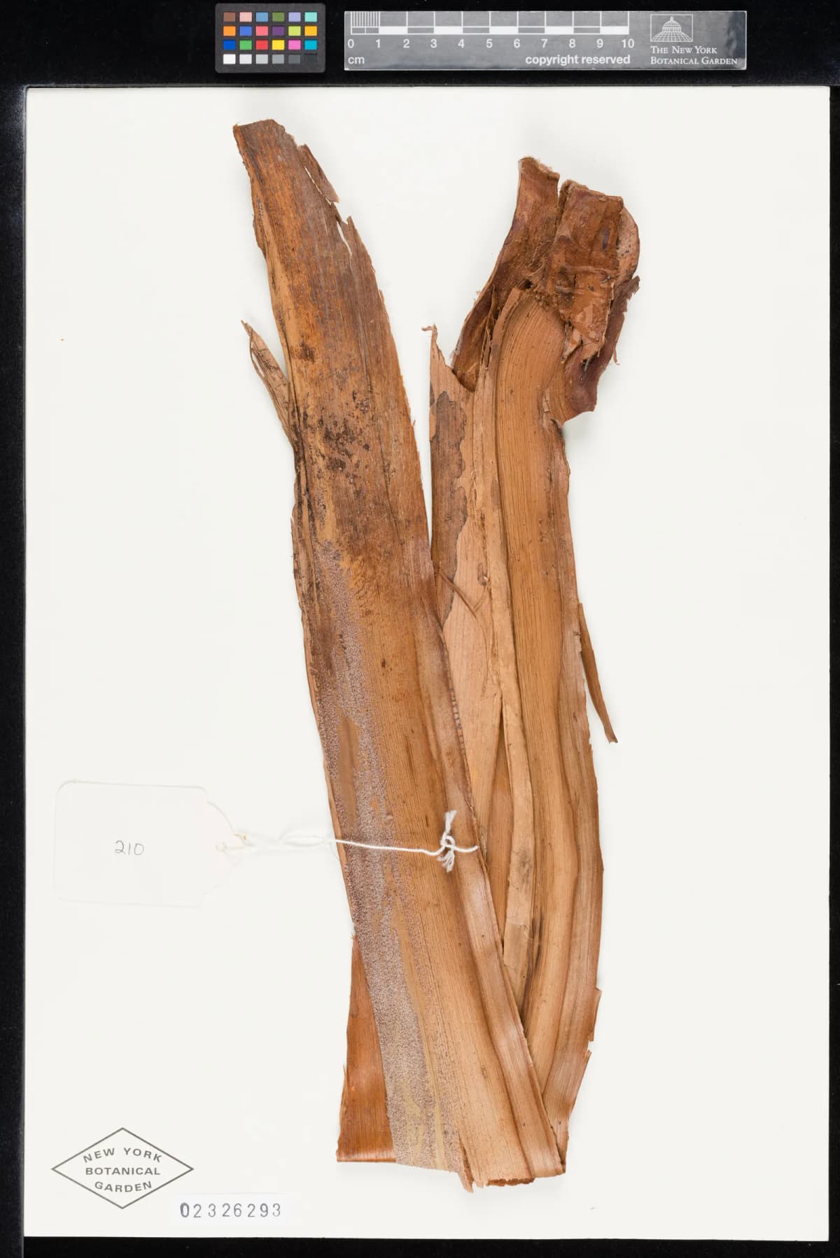 Botanical specimen of Basselinia Favieri.