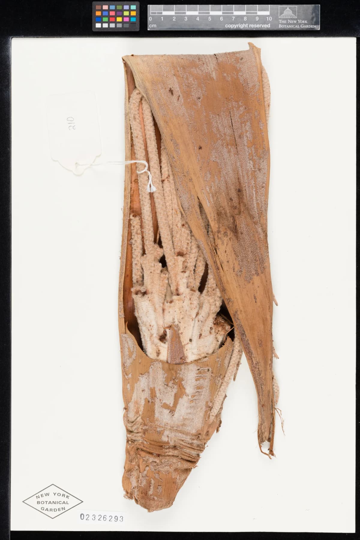 Botanical specimen of Basselinia Favieri.