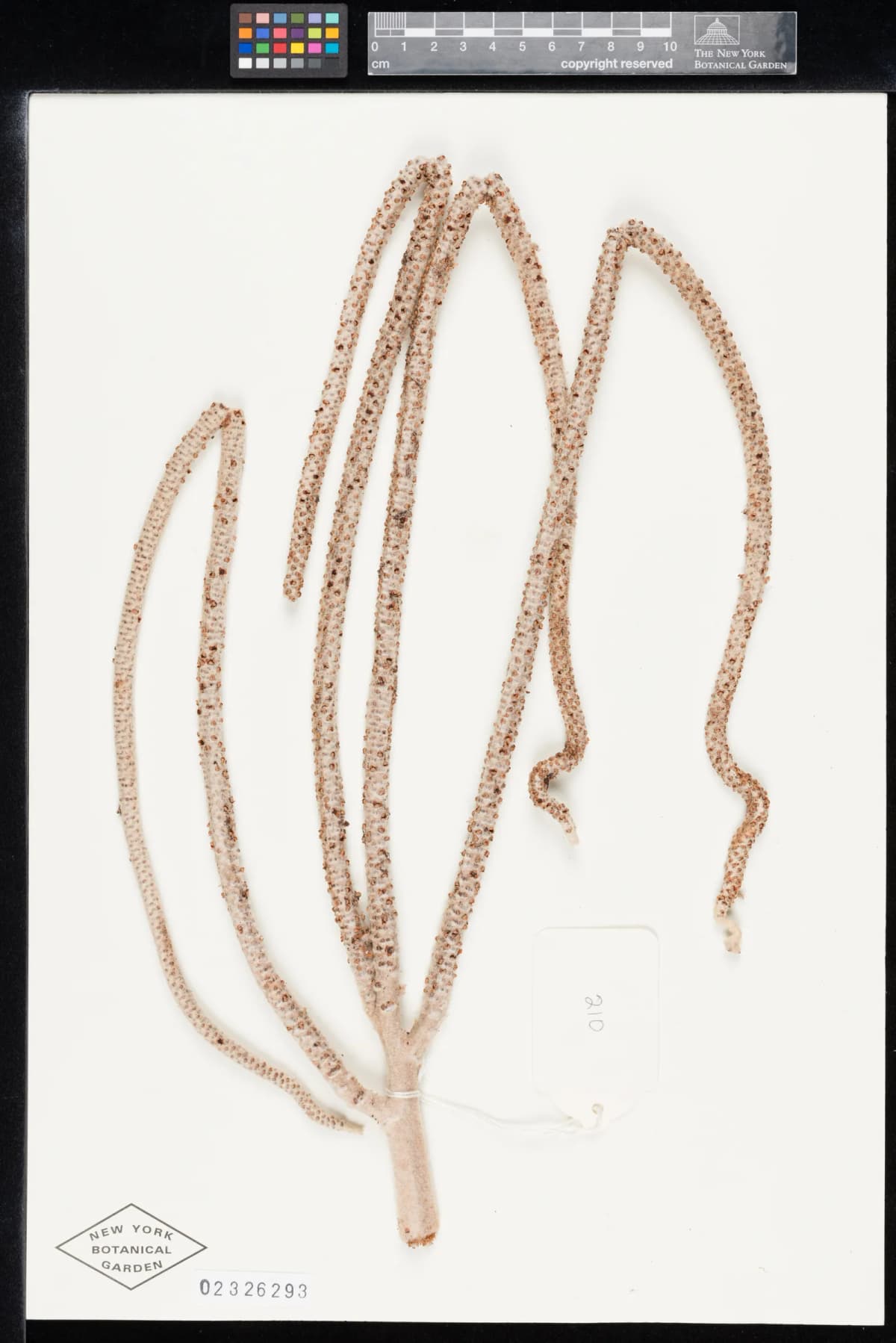 Botanical specimen of Basselinia Favieri.