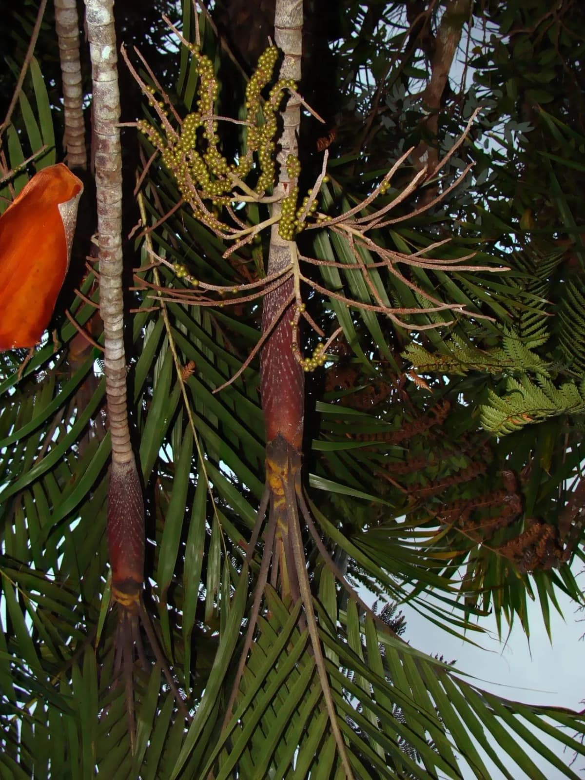 Botanical specimen of Basselinia Glabrata.