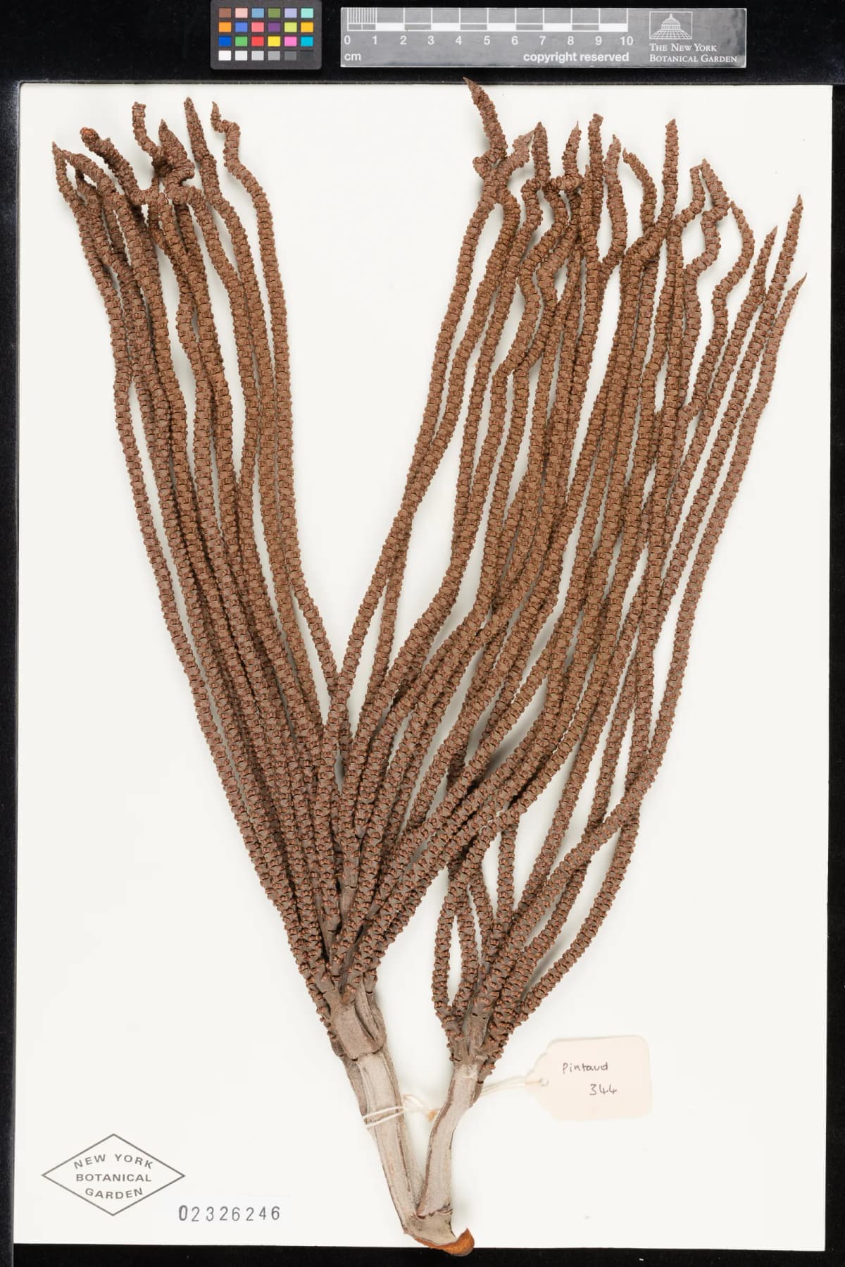 Botanical specimen of Basselinia Glabrata.