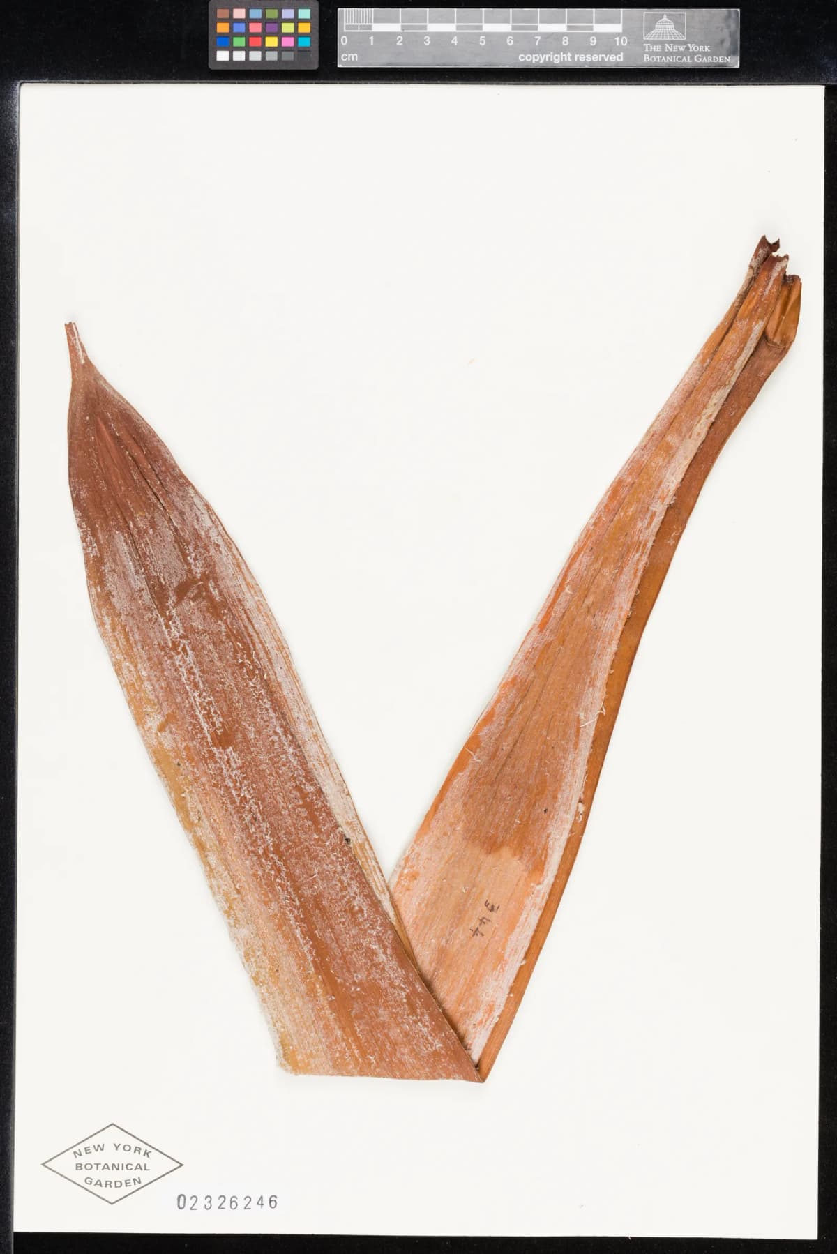Botanical specimen of Basselinia Glabrata.