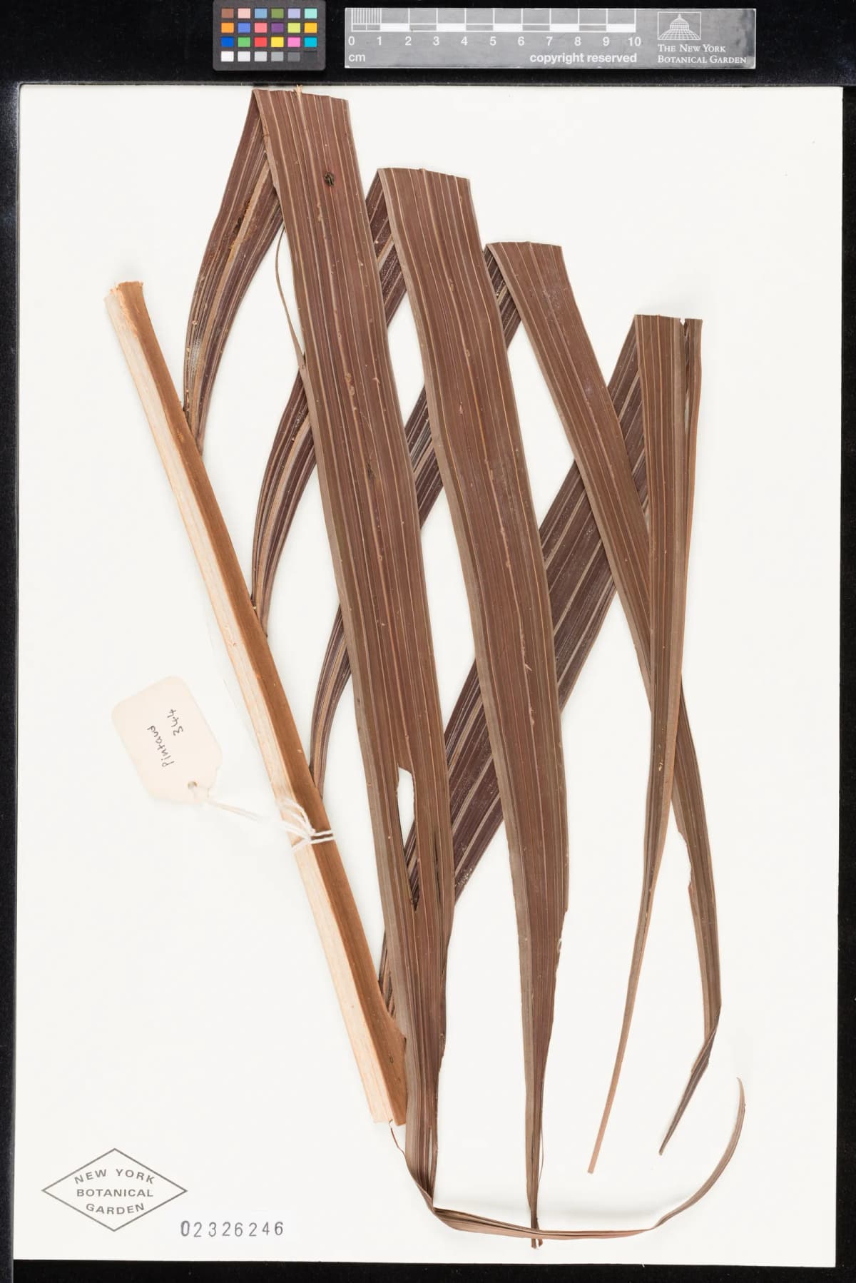 Botanical specimen of Basselinia Glabrata.