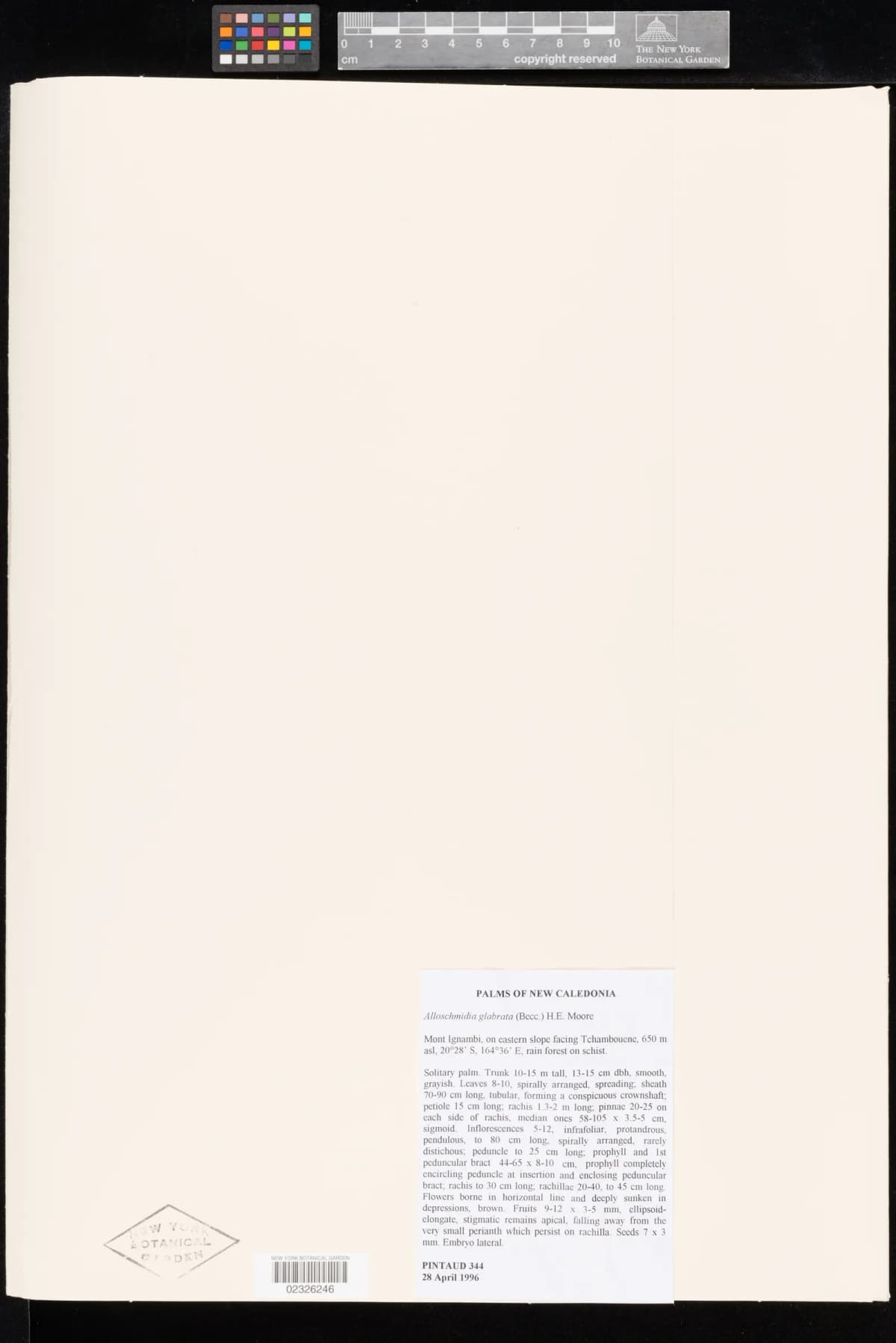 Botanical specimen of Basselinia Glabrata.