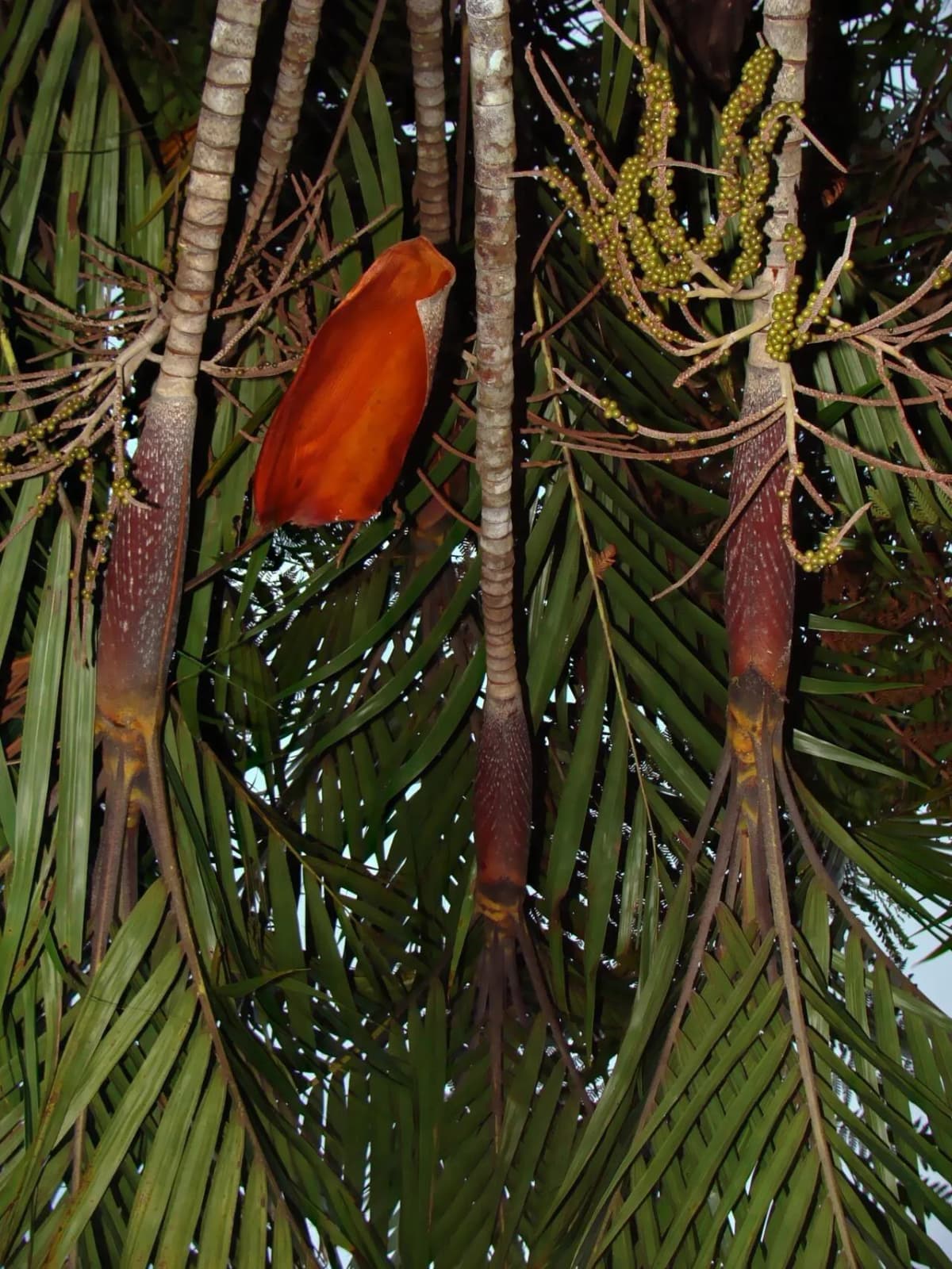 Botanical specimen of Basselinia Glabrata.