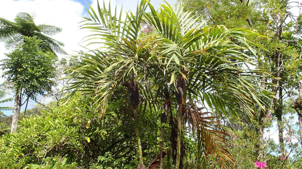 Botanical specimen of Basselinia Gracilis.