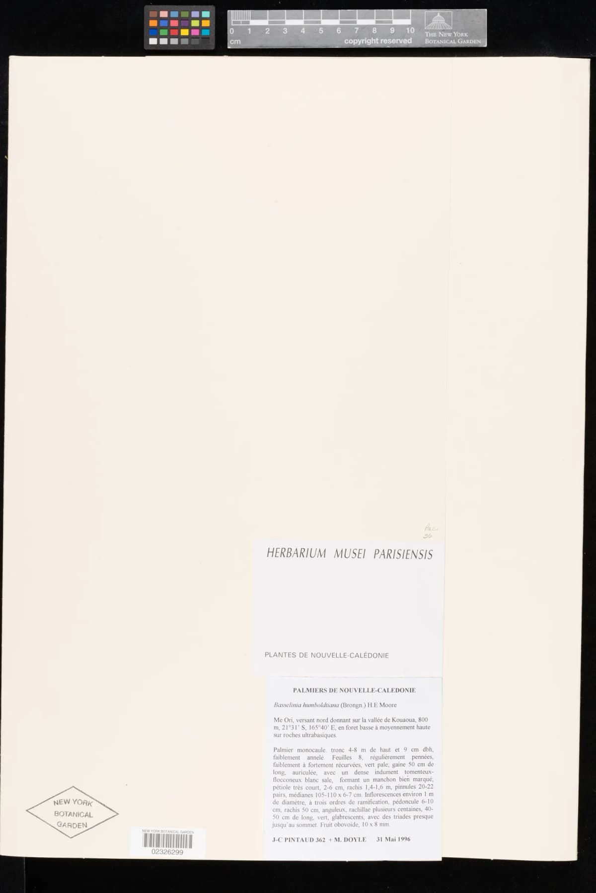 Botanical specimen of Basselinia Humboldtiana.