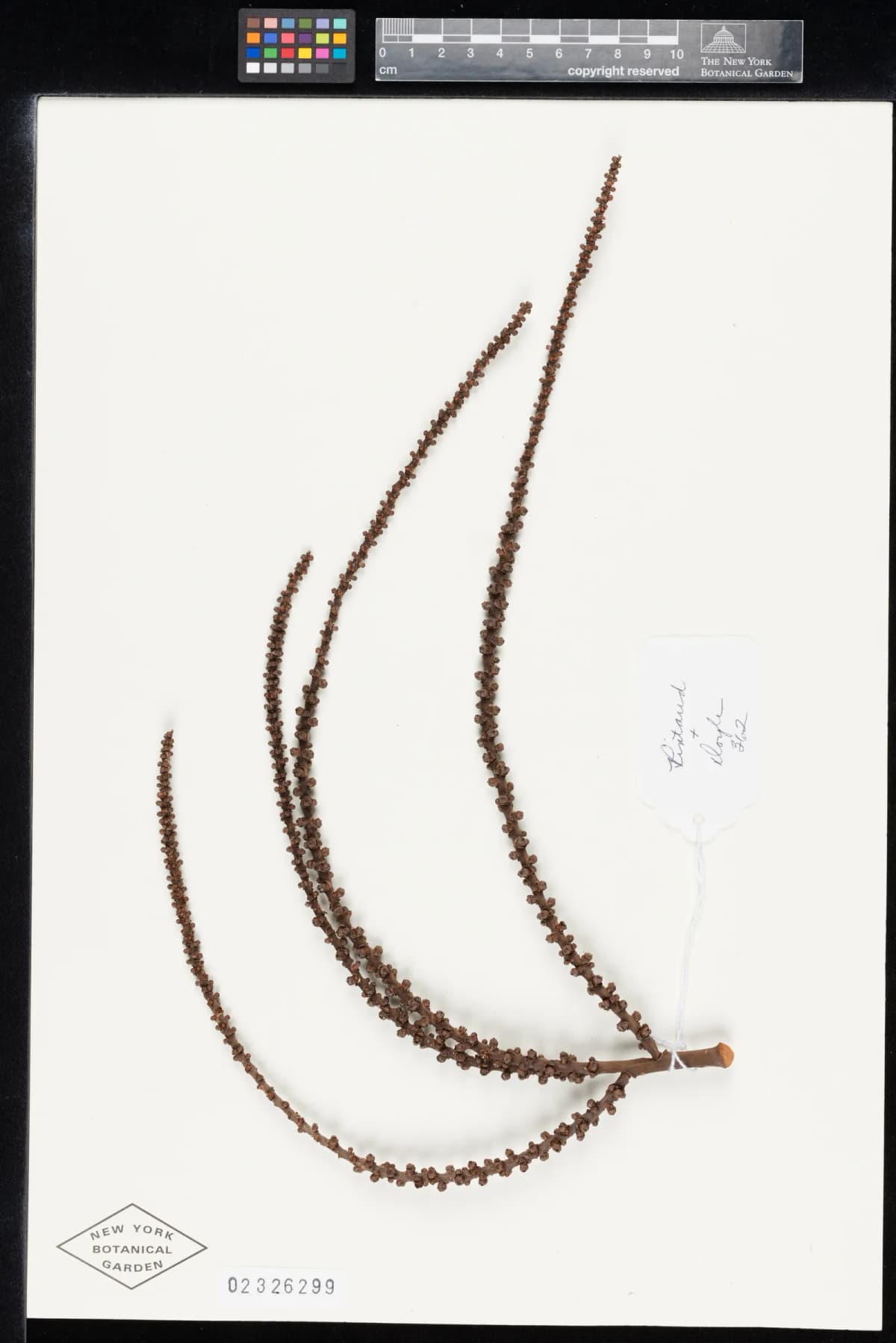Botanical specimen of Basselinia Humboldtiana.