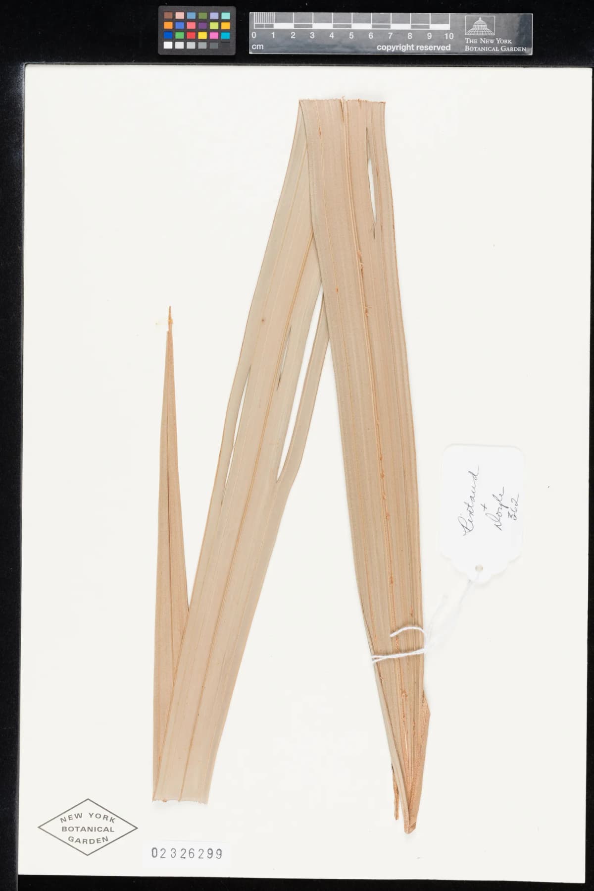Botanical specimen of Basselinia Humboldtiana.