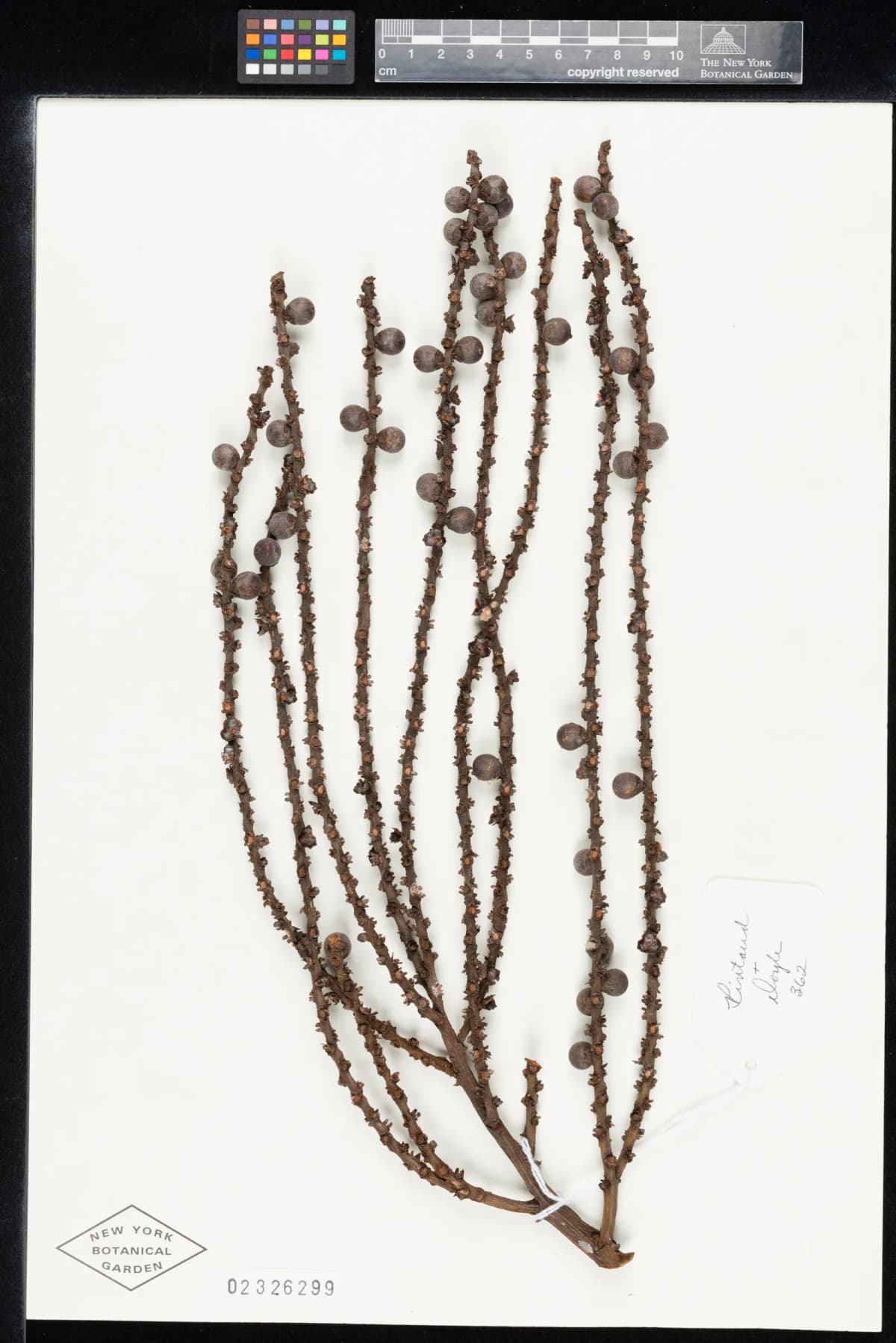 Botanical specimen of Basselinia Humboldtiana.