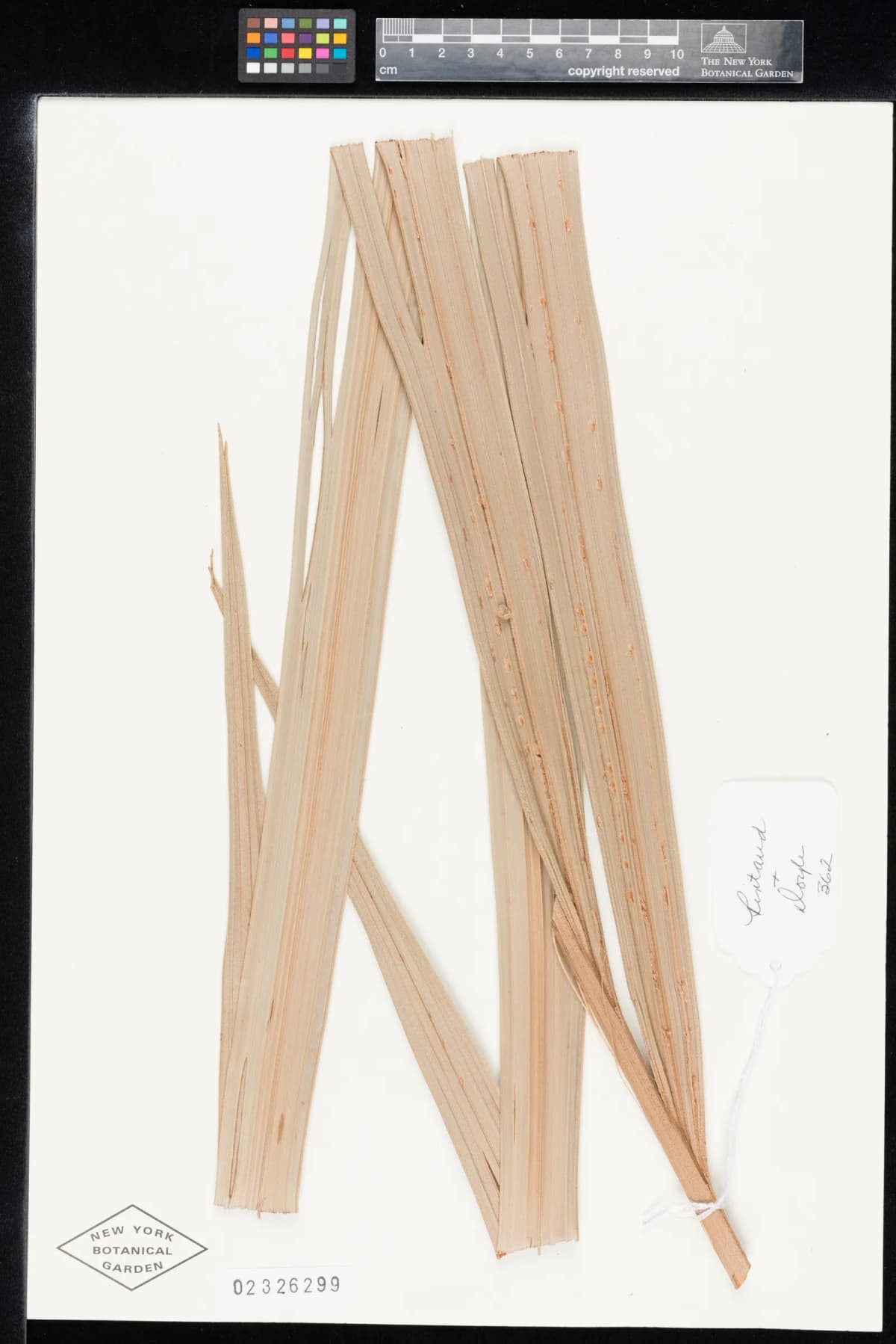Botanical specimen of Basselinia Humboldtiana.