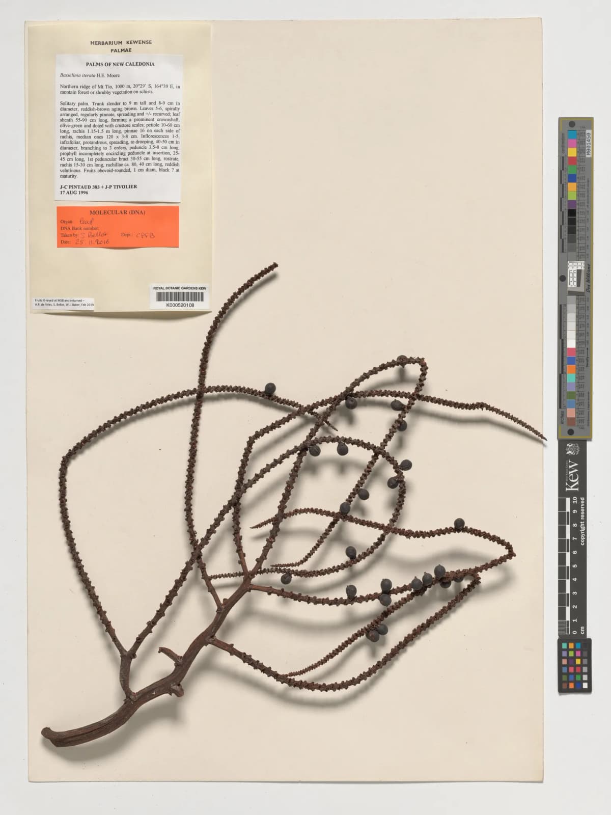 Botanical specimen of Basselinia Iterata.
