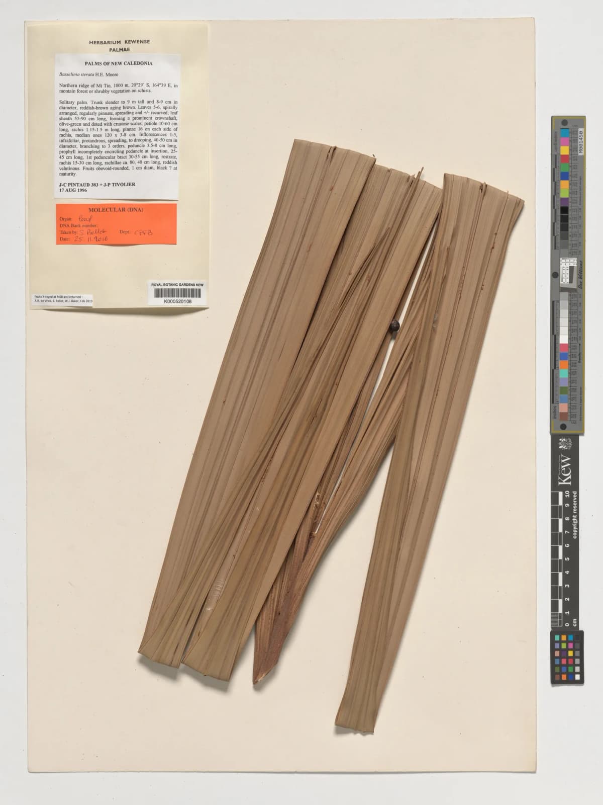 Botanical specimen of Basselinia Iterata.