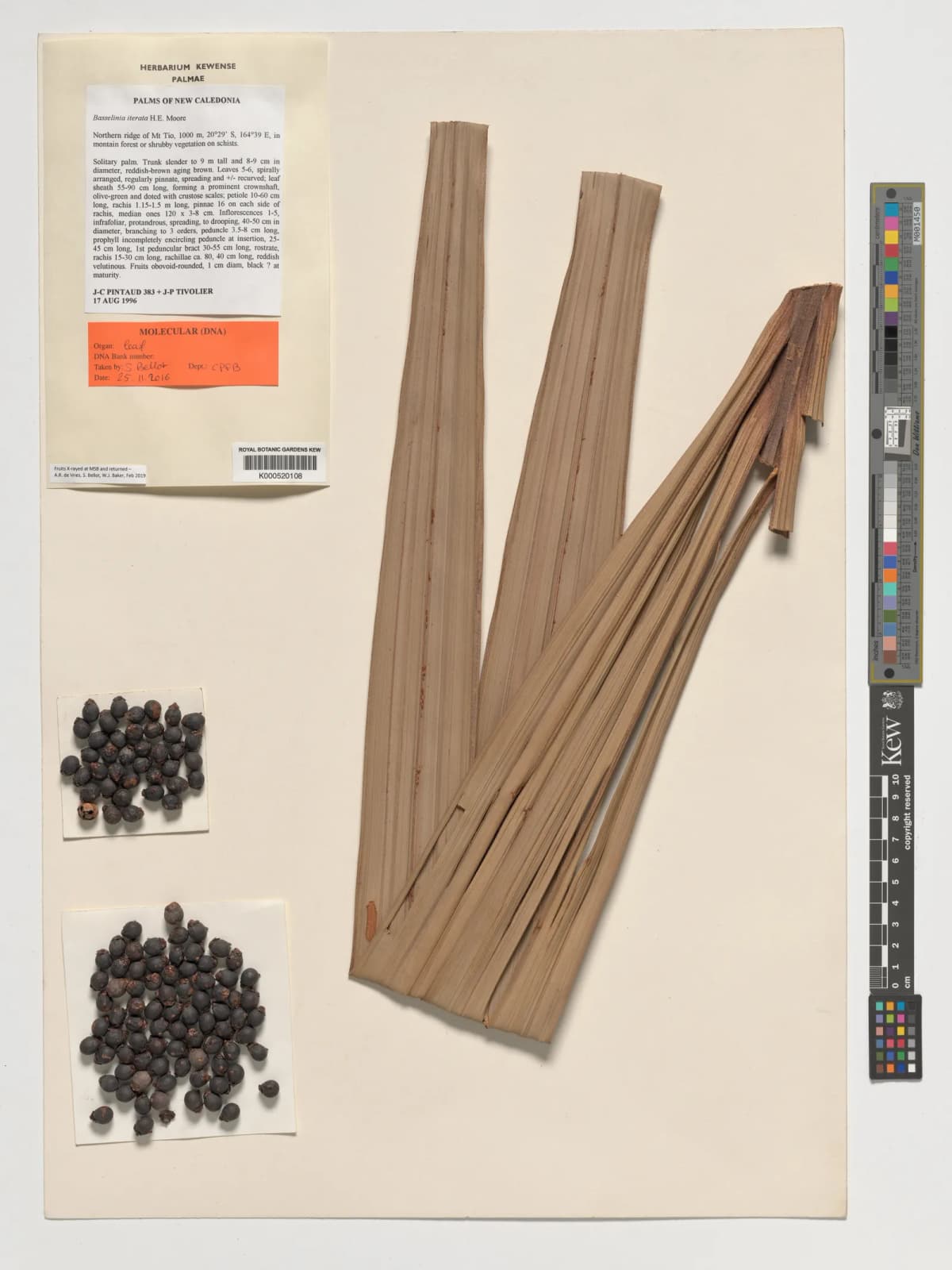 Botanical specimen of Basselinia Iterata.