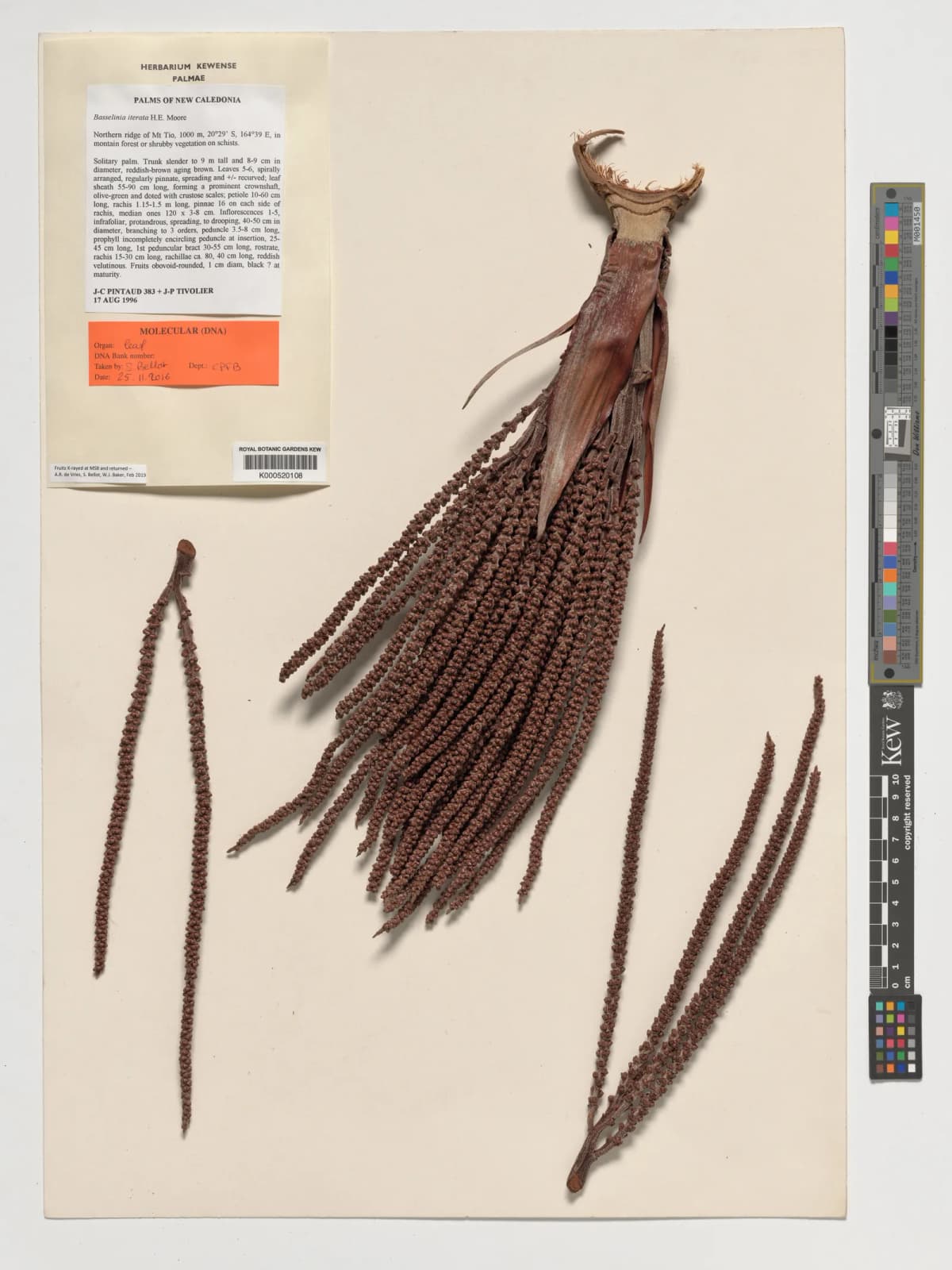 Botanical specimen of Basselinia Iterata.