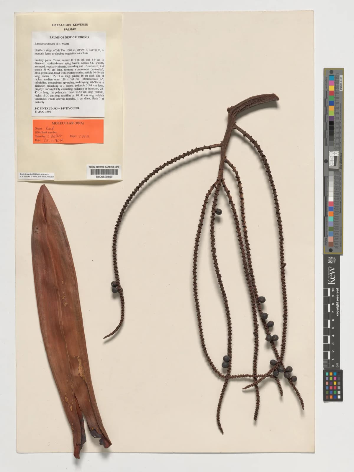 Botanical specimen of Basselinia Iterata.