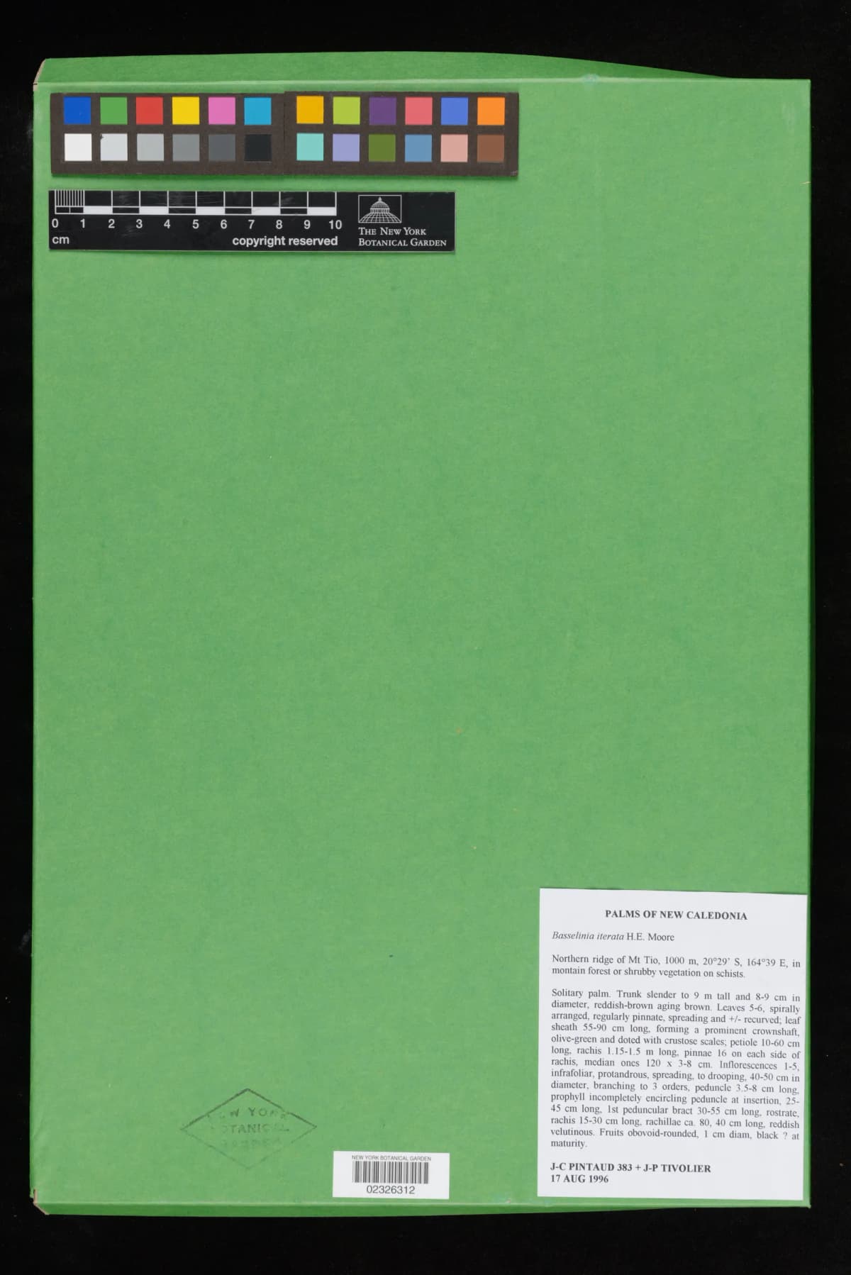 Botanical specimen of Basselinia Iterata.