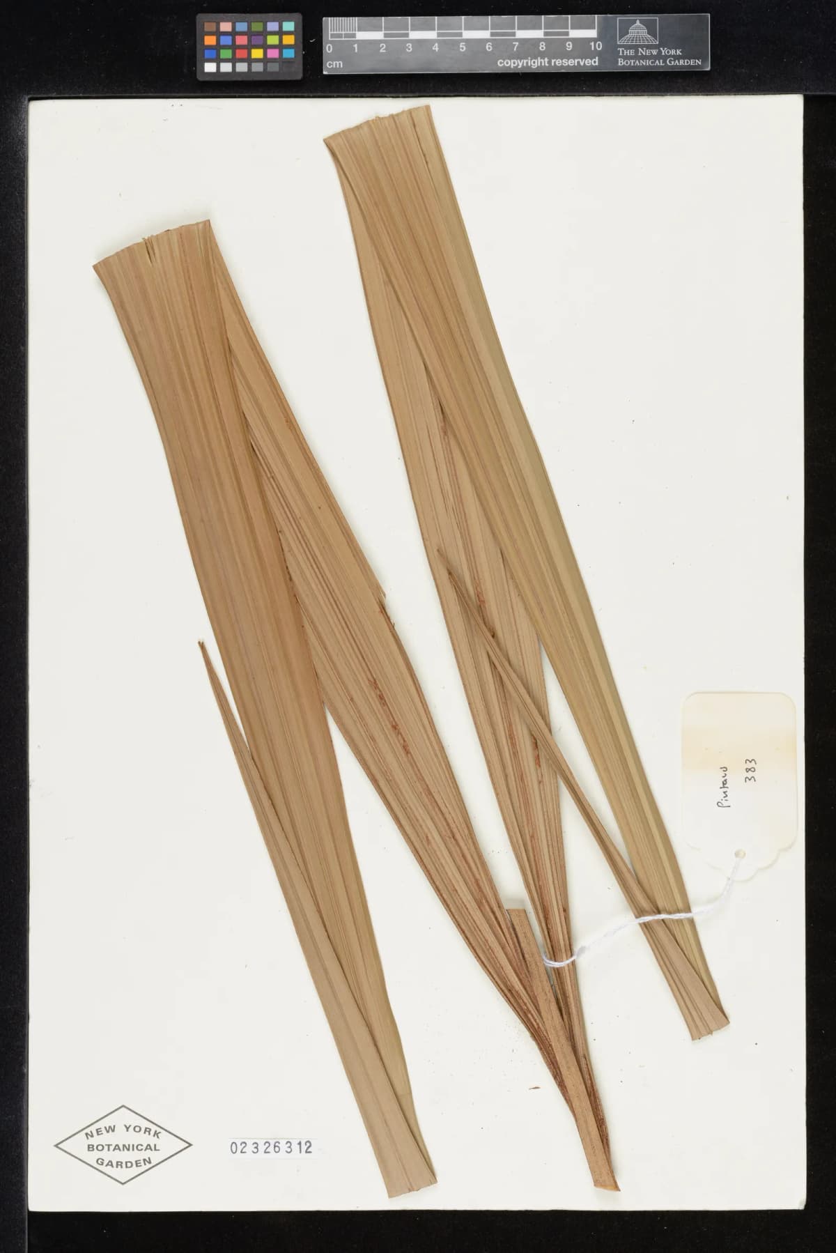 Botanical specimen of Basselinia Iterata.