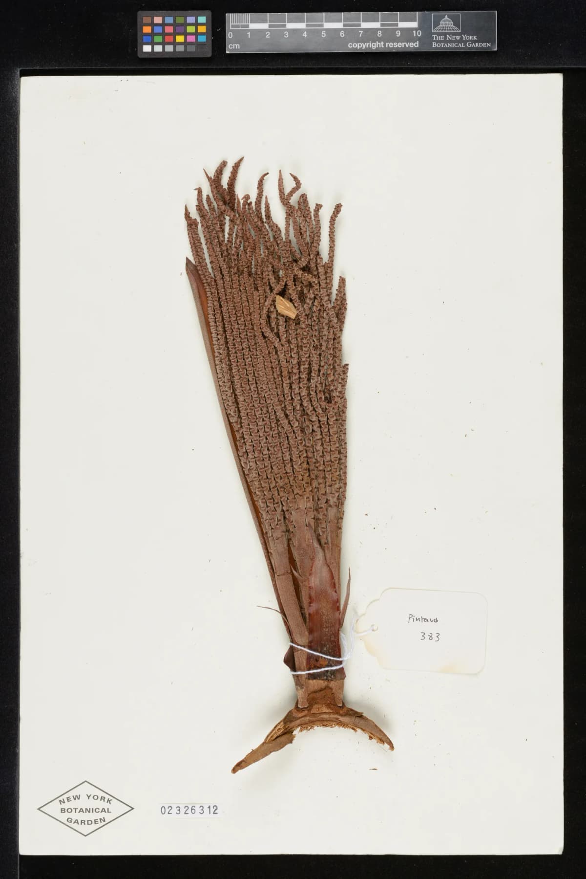 Botanical specimen of Basselinia Iterata.