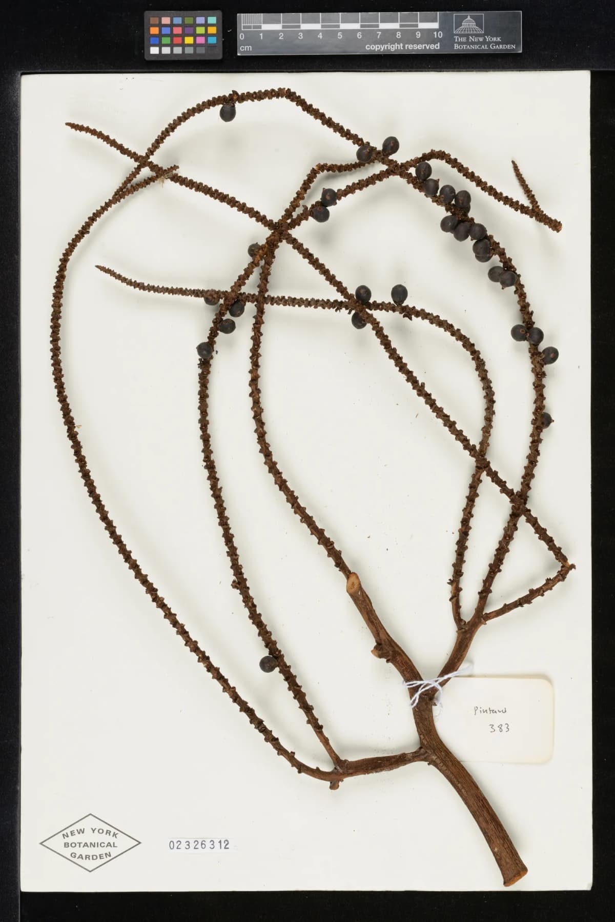 Botanical specimen of Basselinia Iterata.