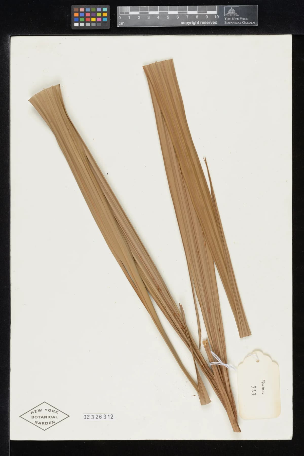 Botanical specimen of Basselinia Iterata.