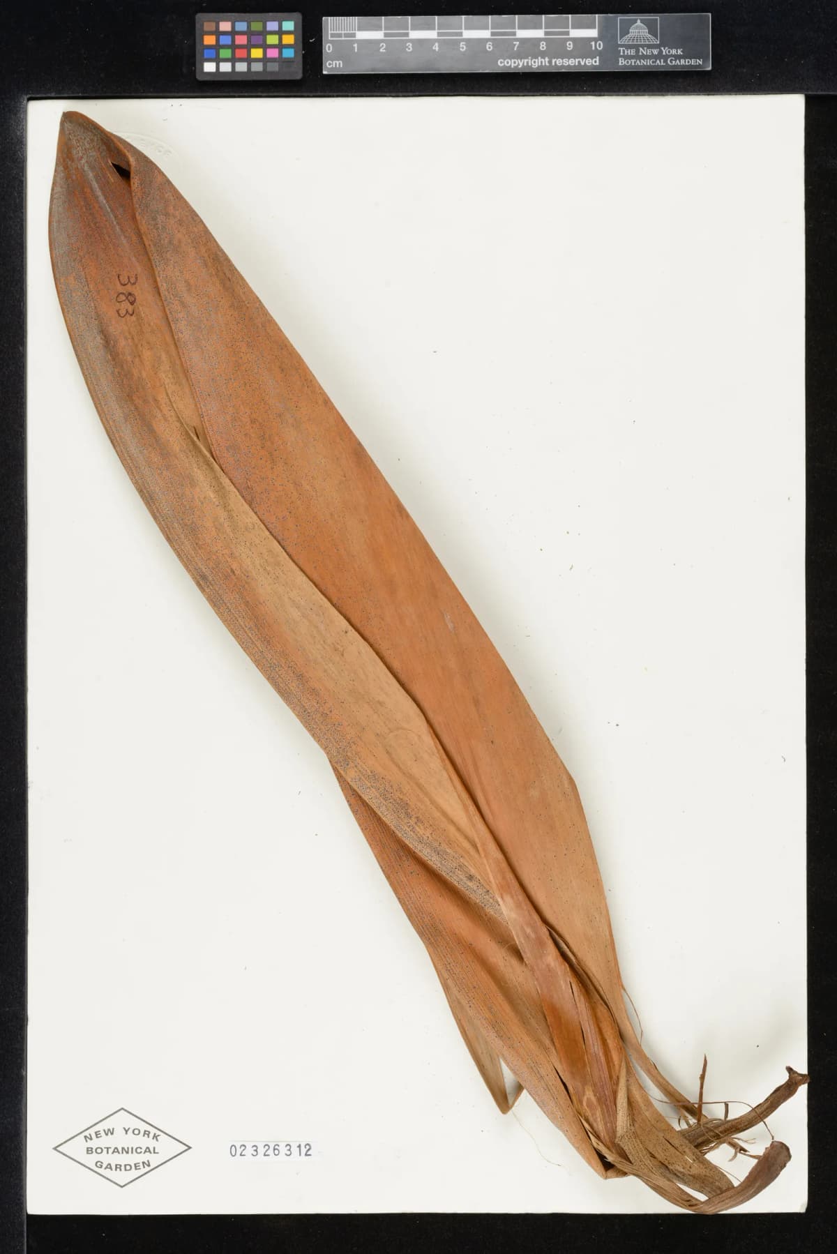 Botanical specimen of Basselinia Iterata.
