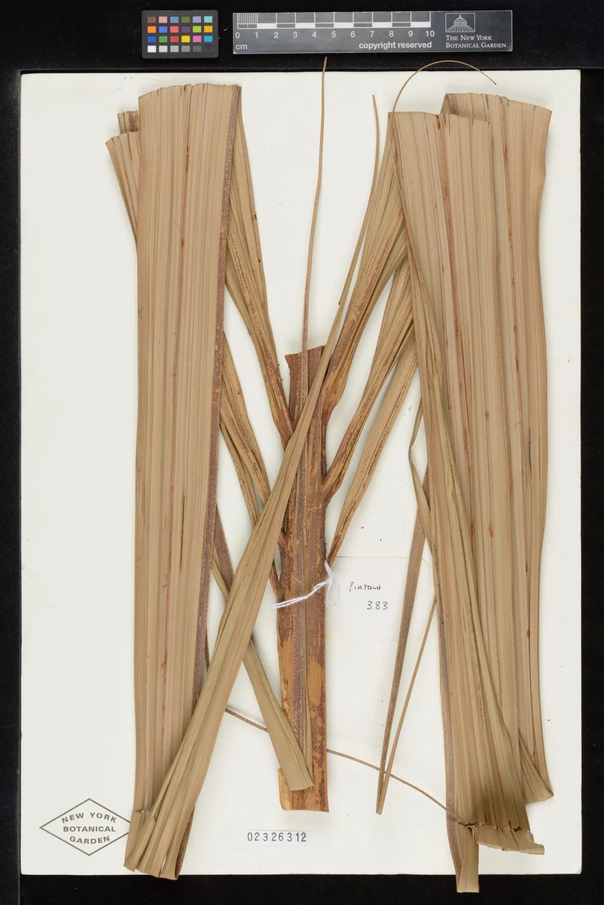 Botanical specimen of Basselinia Iterata.