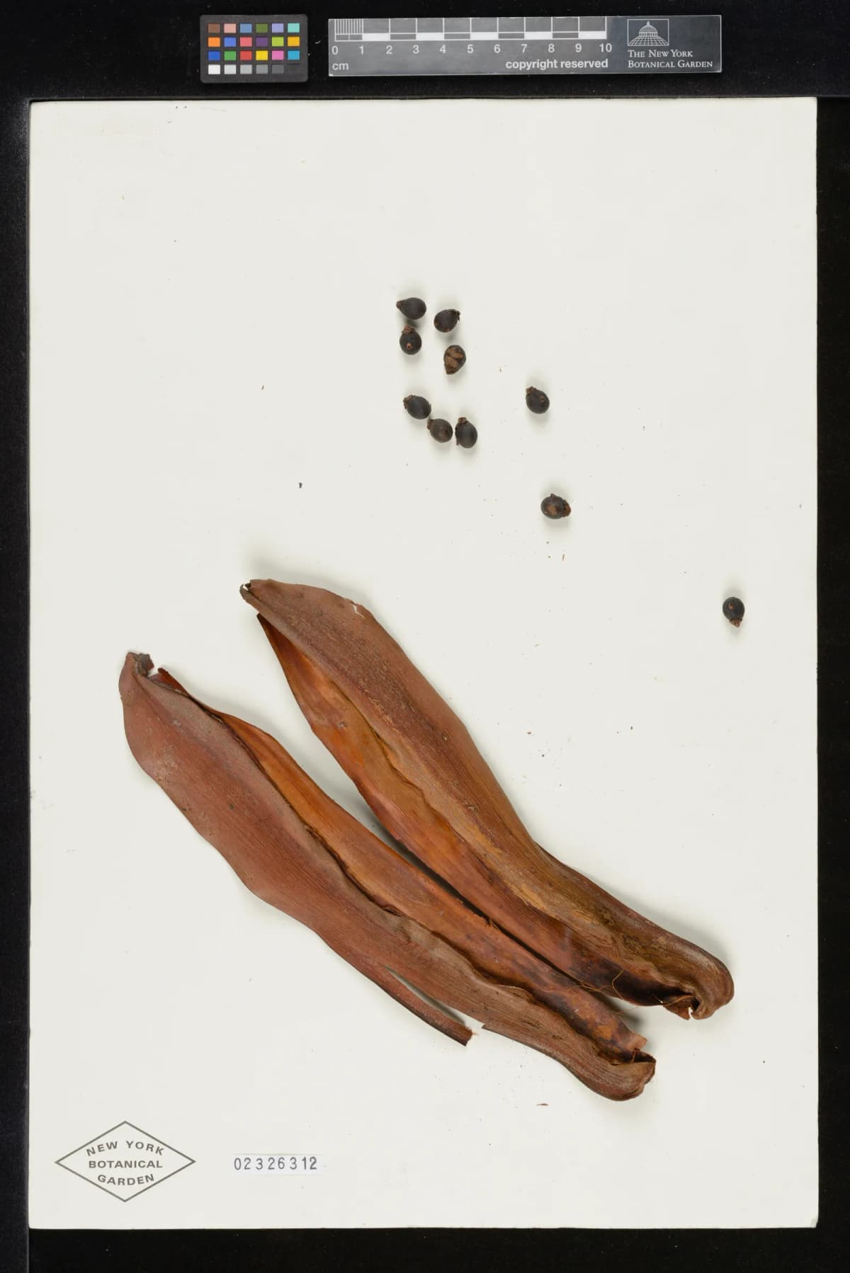 Botanical specimen of Basselinia Iterata.